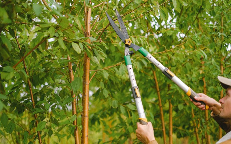 Tree trimming in Chiloquin, OR